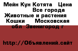 Мейн Кун Котята › Цена ­ 15 000 - Все города Животные и растения » Кошки   . Московская обл.,Звенигород г.